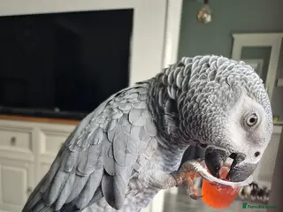 Parrots birds Afrian grey - Advert 1
