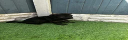 German Shepherd dogs for sale: KC Czech working line German shepherd puppies  - Advert 30