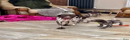 German Shorthaired Pointer dogs for sale: Kc German shorthaired pointer - Advert 7