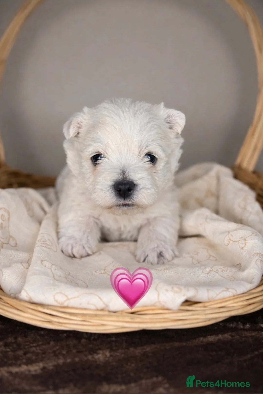 West Highland Terrier dogs for sale: 🌈Adorable Little Westies🌈 - Advert 5