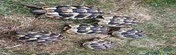 Hermann Tortoise reptiles for sale: 2 year old Herman Tortoise hatchlings - Advert 7