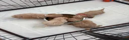 Maltipoo dogs for sale: Beautiful Maltipoo puppy’s  - Advert 3