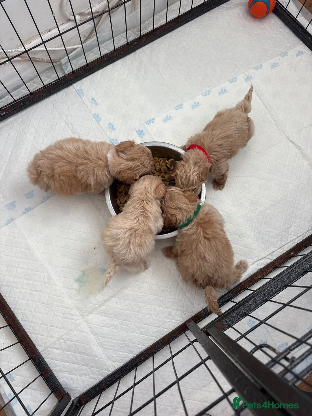 Maltipoo dogs for sale: Beautiful Maltipoo puppy’s  - Advert 3