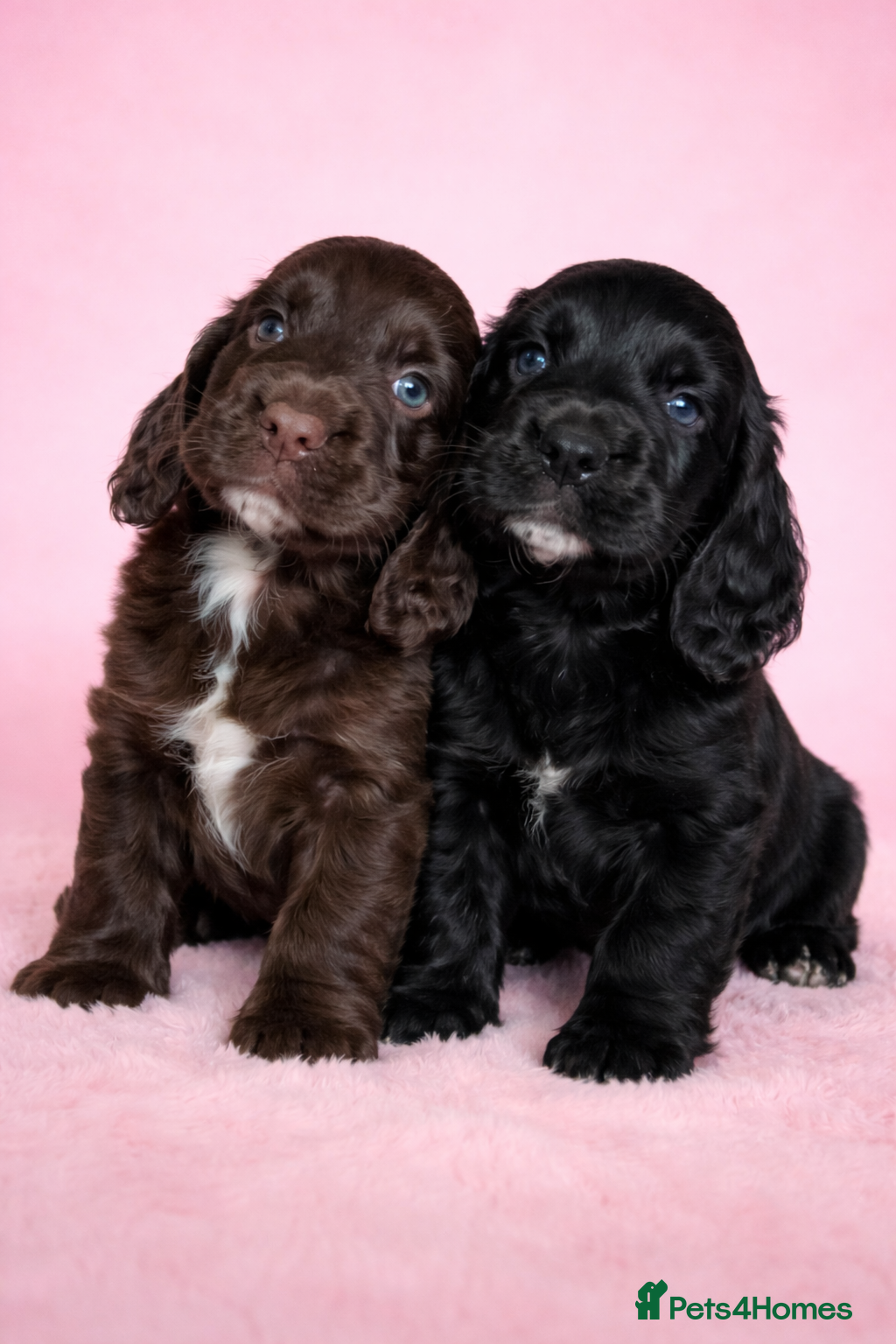 Cocker Spaniel dogs 1 black  female working cocker spaniels remaming  - Advert 21