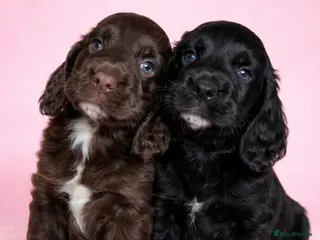 Cocker Spaniel dogs 1 black female working cocker spaniels remaming - Advert 21