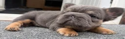 French Bulldog dogs for sale: Fluffy French Bulldog Puppies  - Advert 25