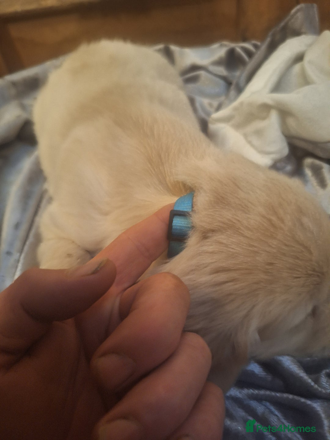 Golden Retriever dogs for sale: ⭐️⭐️Gorgeous White Golden Retriever Pups⭐️⭐️ - Advert 15