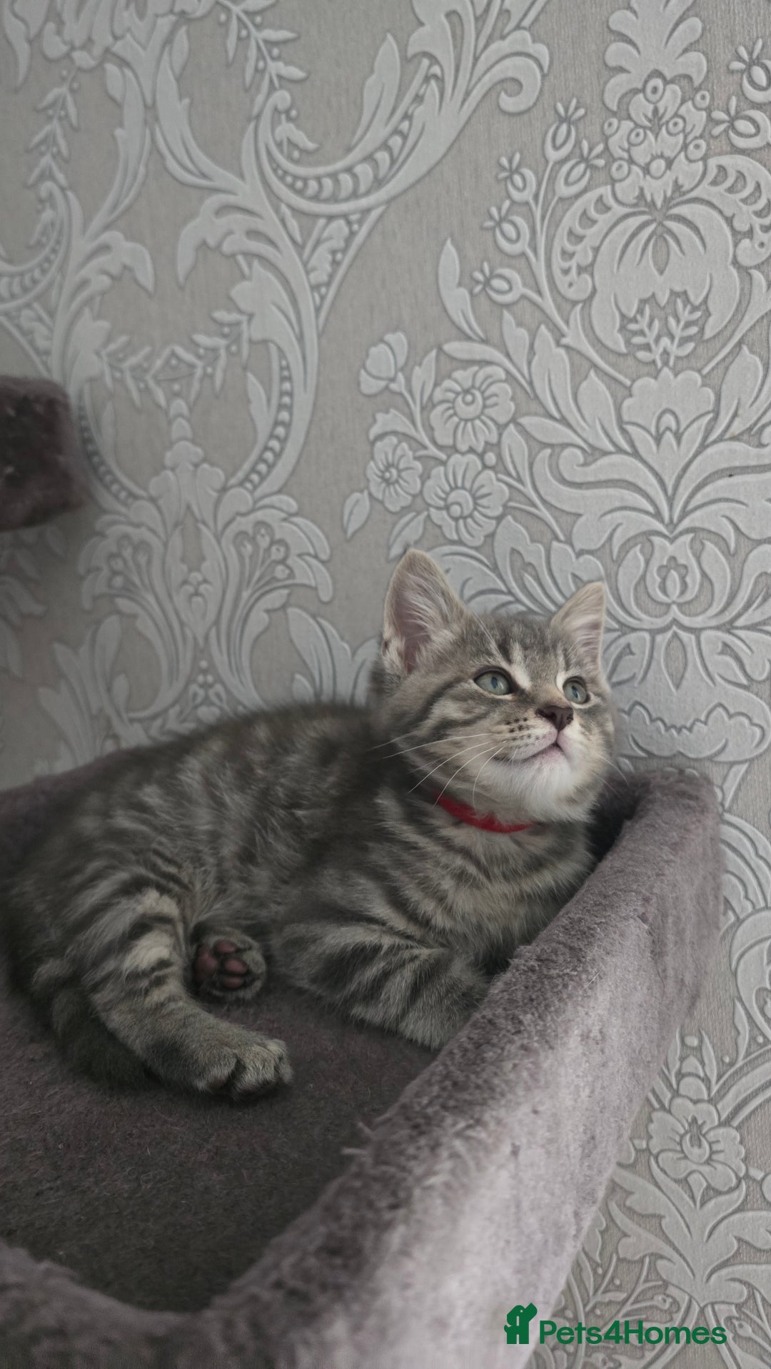 Mixed Breed cats for sale: Stunning Maine Coon Mix Kittens–Ready 15th Feb - Advert 21