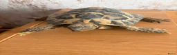 Hermann Tortoise reptiles for sale: Two hermanns tortoise with home - Advert 4