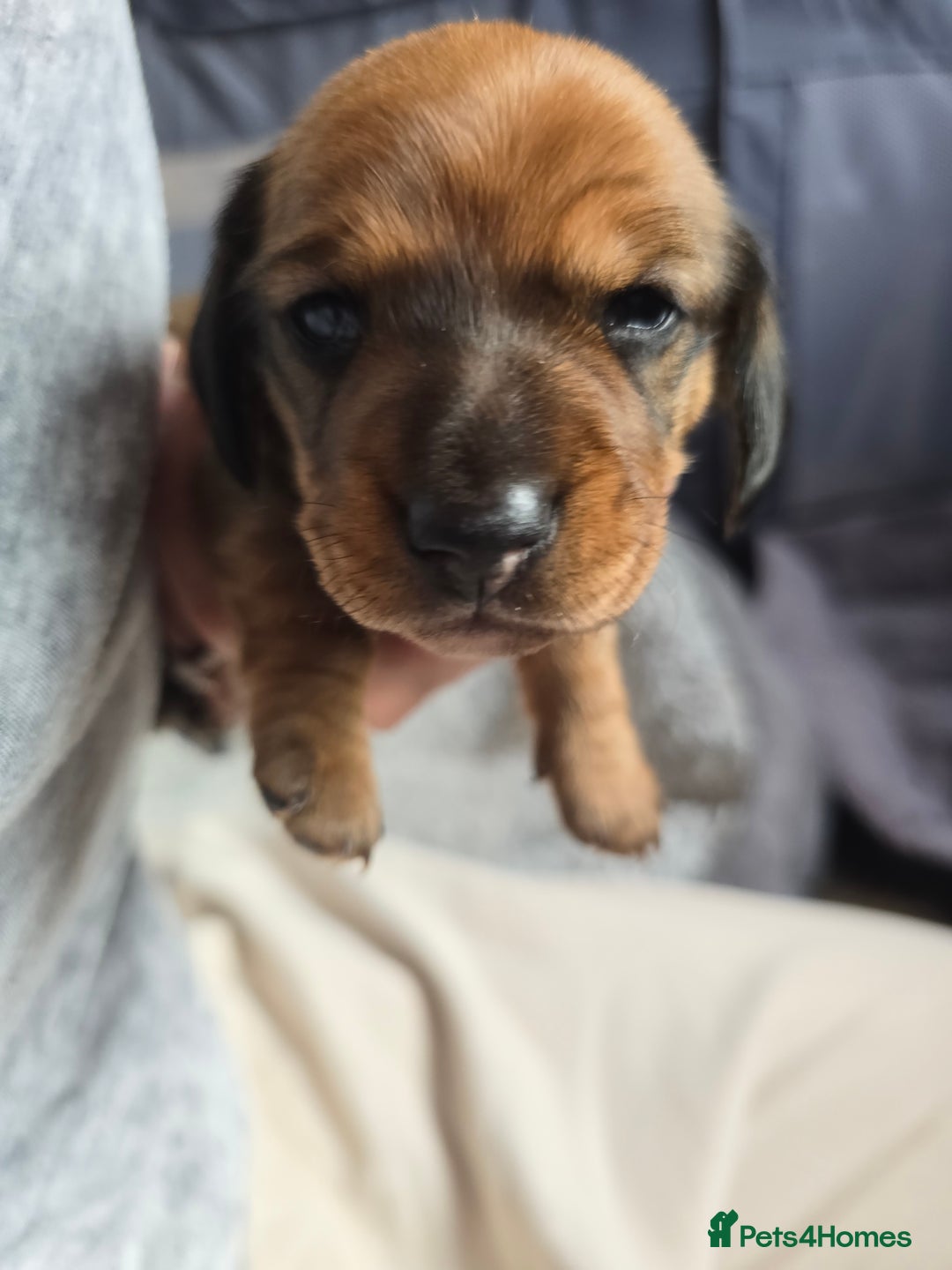 Miniature Dachshund dogs for sale: Miniature Dachshunds Seeking Forever Homes - Image 32