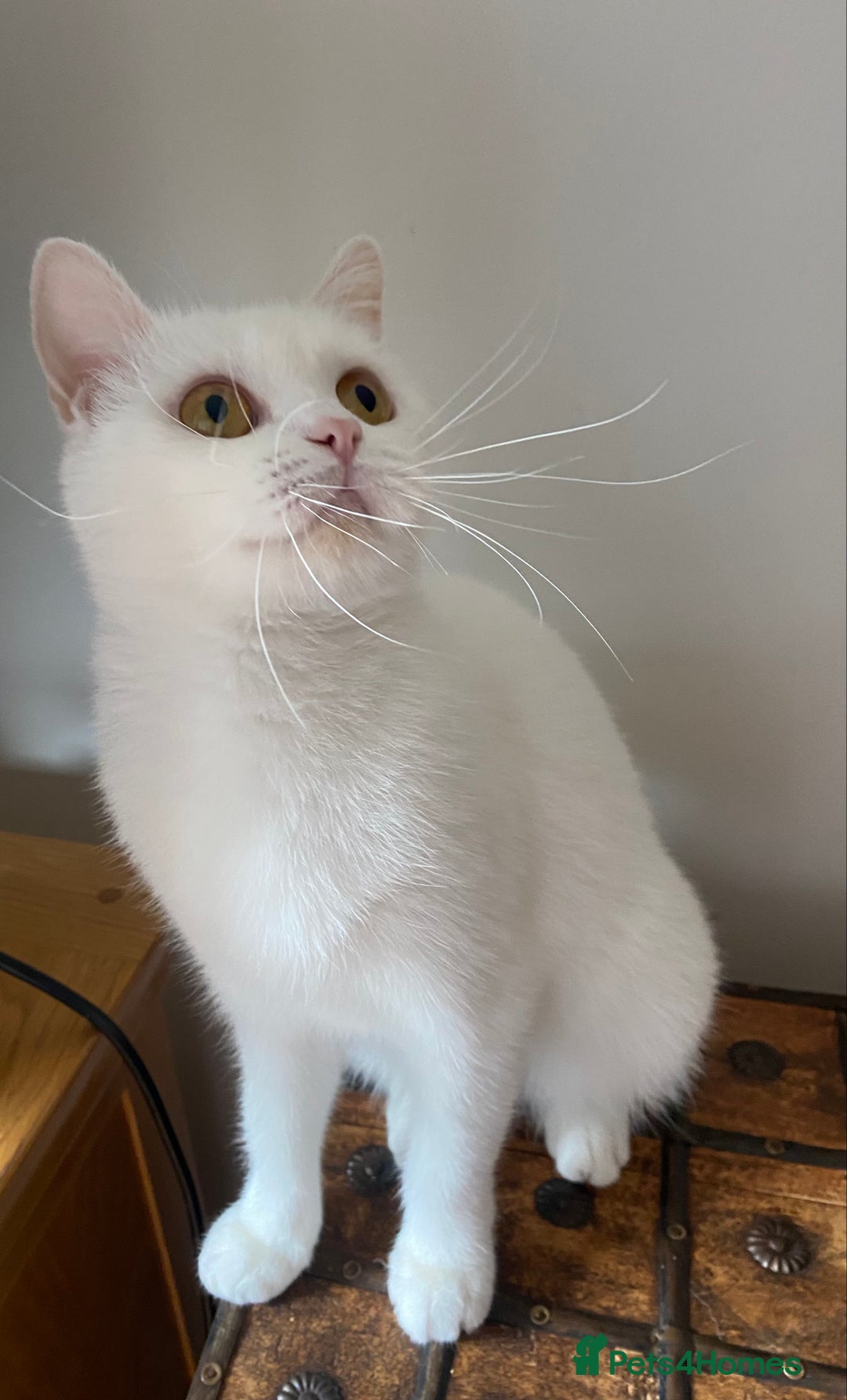 British Shorthair cats for sale: British shorthair females  - Advert 3