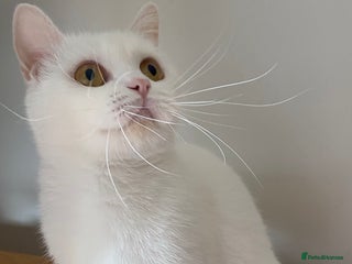 British Shorthair cats British shorthair females - Advert 2