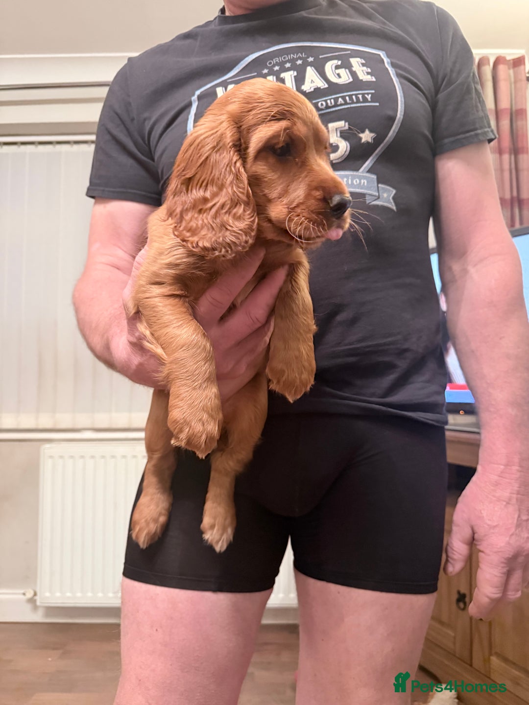 Cocker Spaniel dogs for sale: Two beautiful cocker spaniel pups ready now  - Advert 7