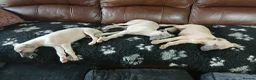 Whippet dogs for sale: High Quality Whippet pups Crufts in Bishop Auckland - Advert 10