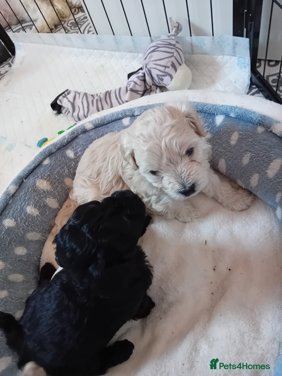 Maltipoo dogs for sale: Health Tested F1B Maltipoos - 2 boys available  - Advert 2