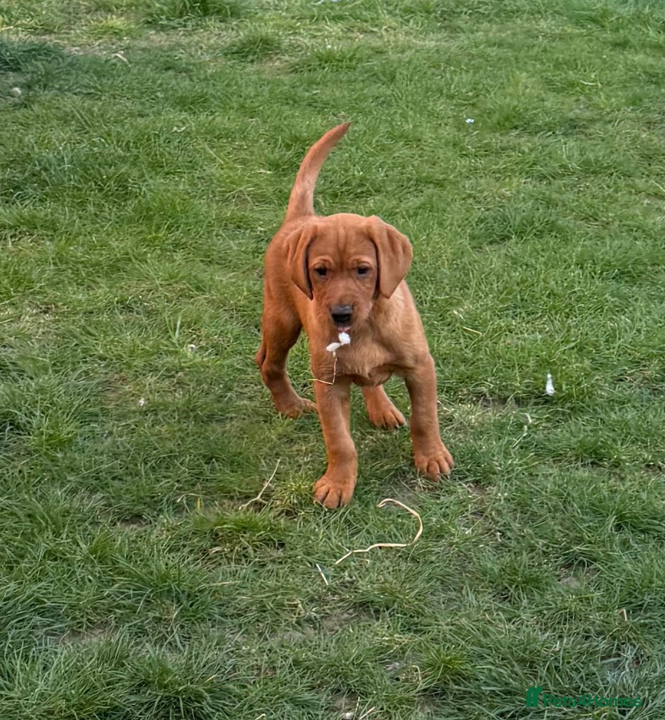 Labrador Retriever dogs Stunning male true fox red lab  - Advert 2