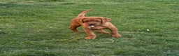 Labrador Retriever dogs for sale: Stunning male true fox red lab  in Warwick - Advert 2
