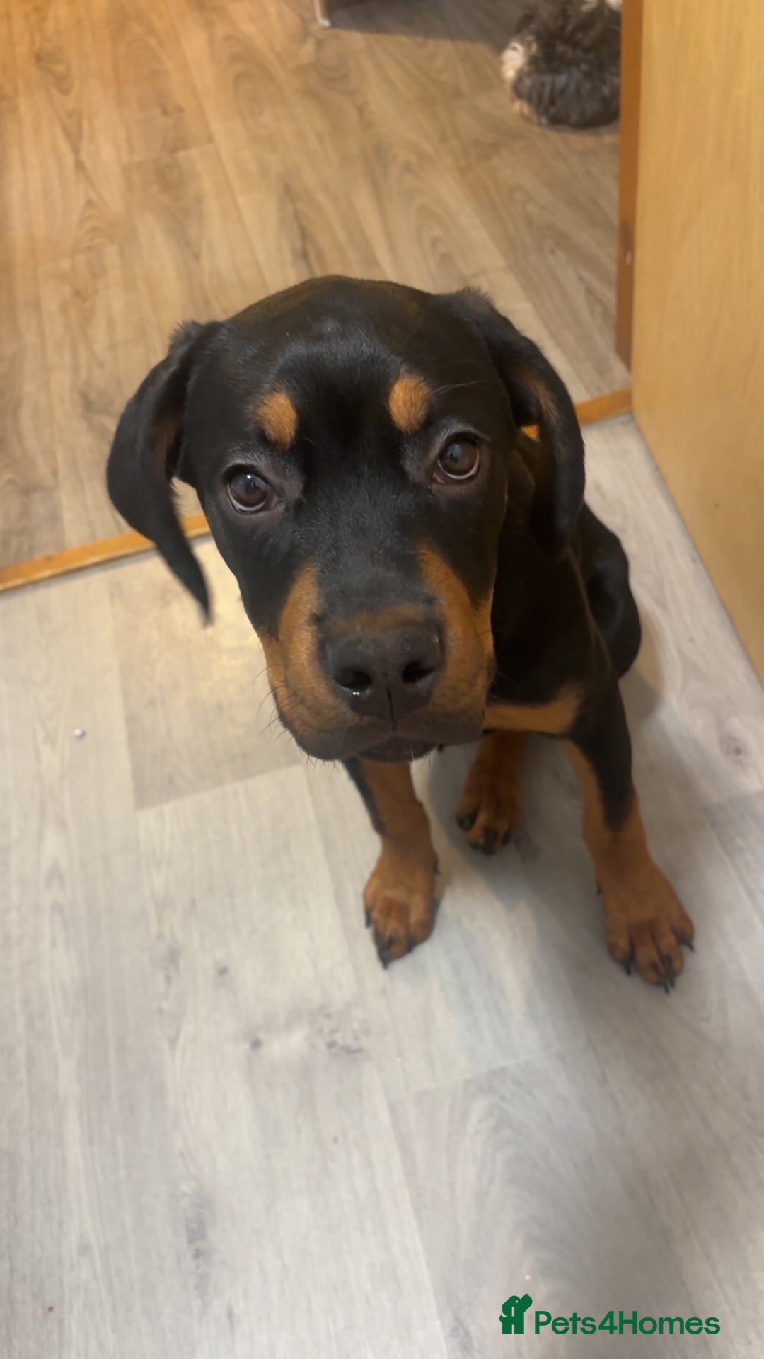 Mixed Breed dogs for sale: Cane corso x rotti - Advert 5