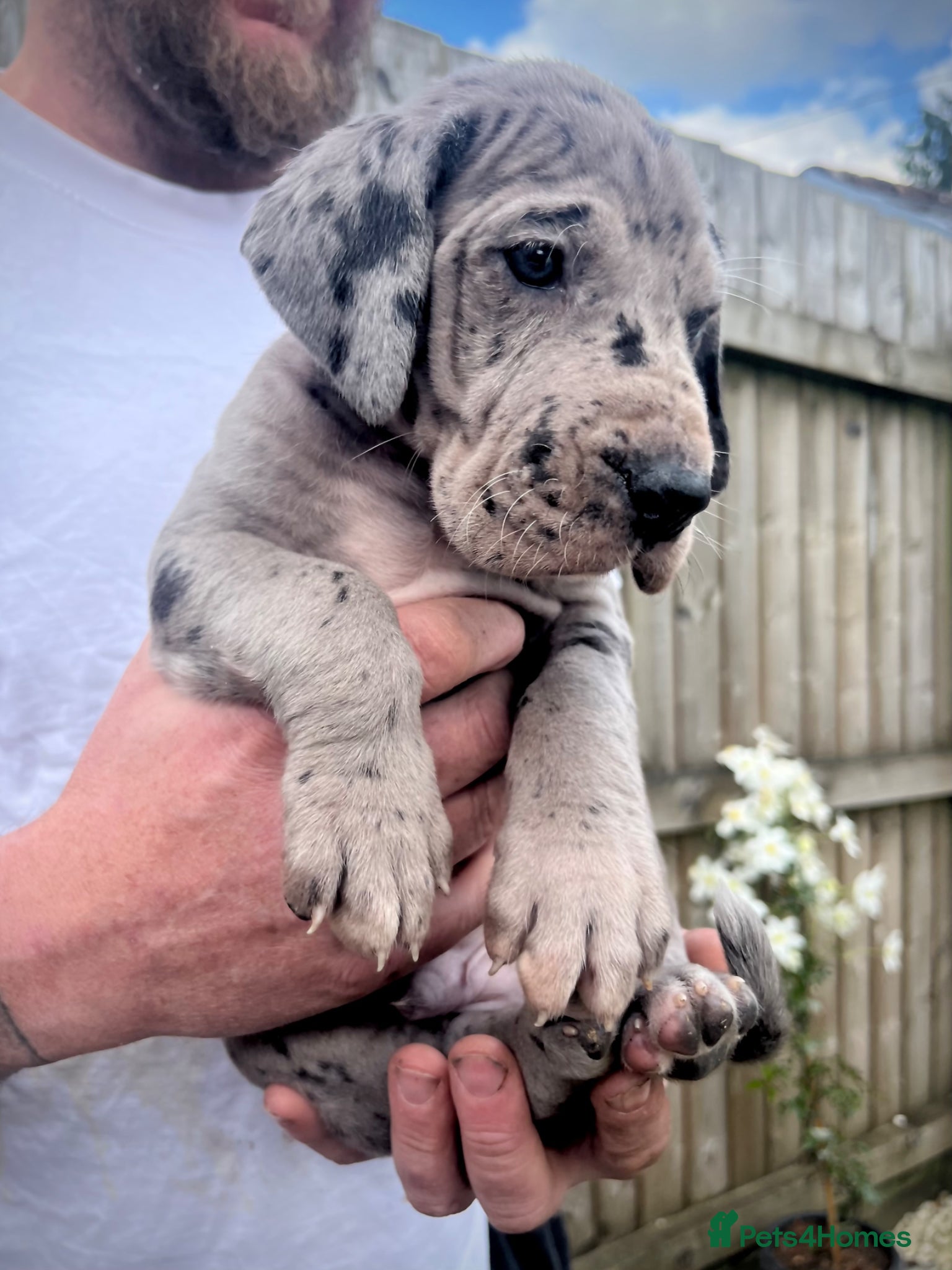 Great Dane dogs Stunning Great Dane puppies - Advert 4