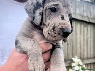 Great Dane dogs Stunning Great Dane puppies - Advert 4