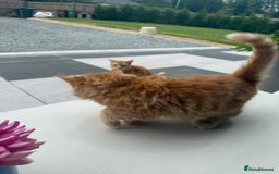 Mixed Breed cats for sale:  Ginger Kitten for sale - Image 6