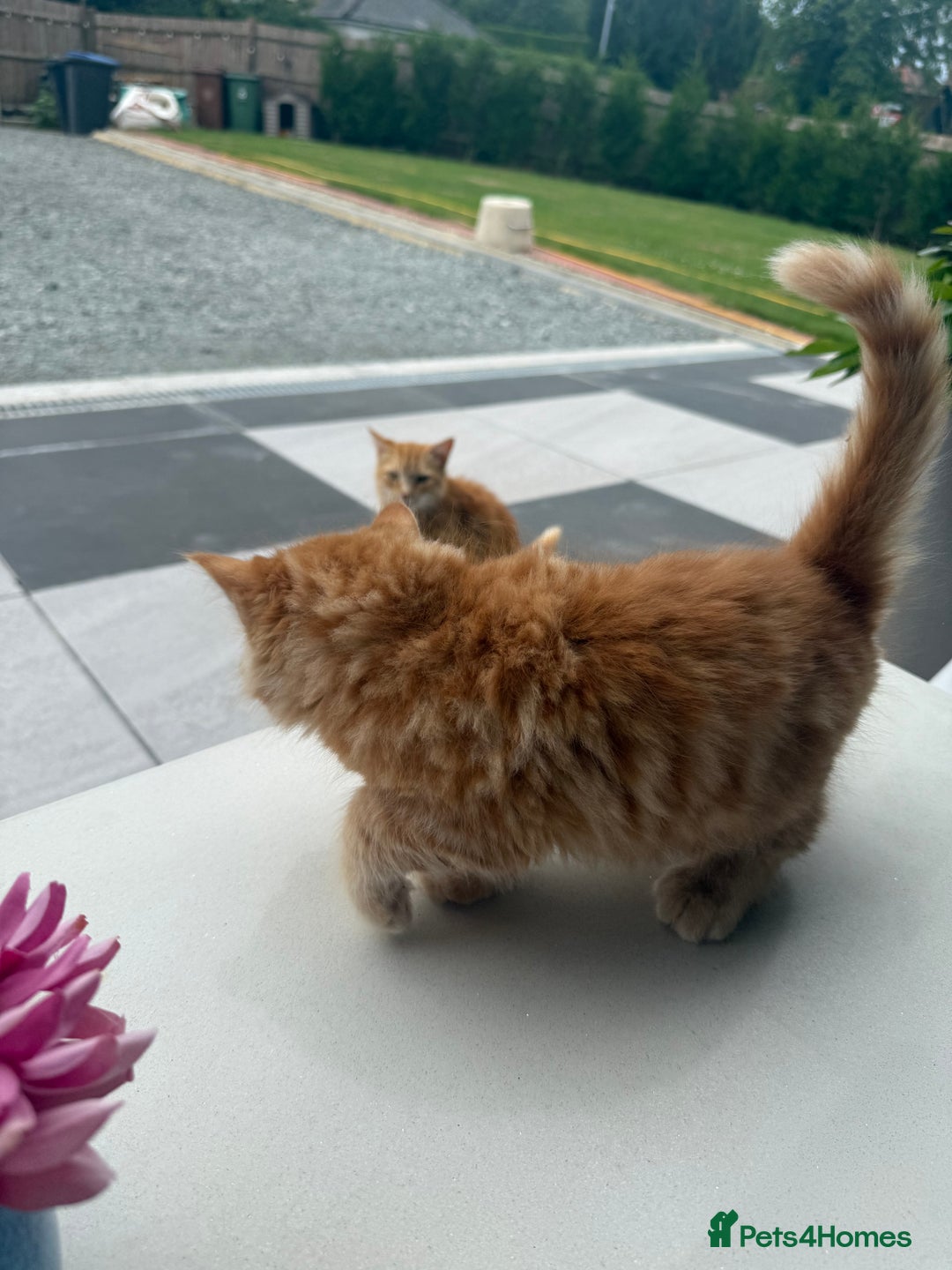 Mixed Breed cats for sale:  Ginger Kitten for sale - Image 6