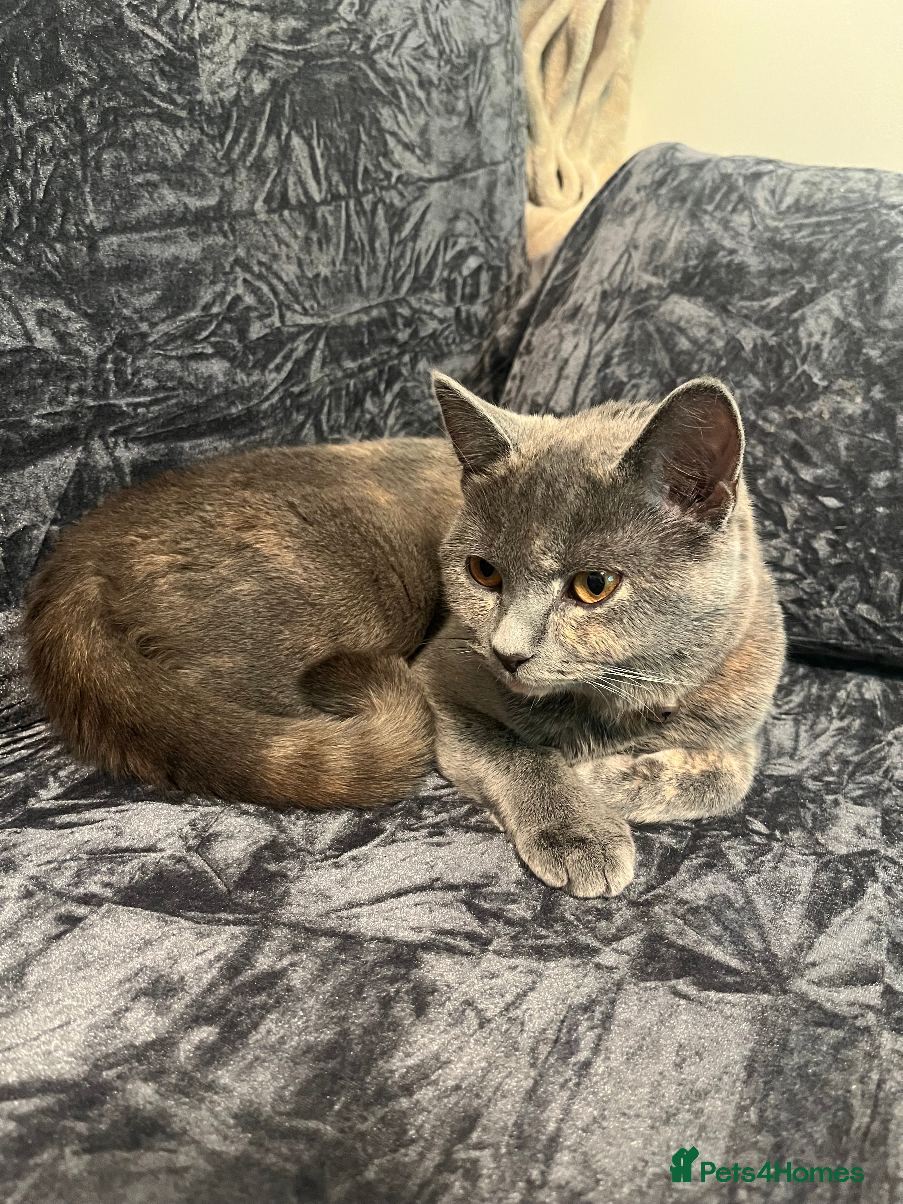 British Shorthair cats 8 month old Britishshort hair. - Advert 18