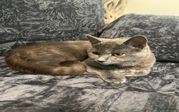 British Shorthair cats for sale: 8 month old Britishshort hair. - Advert 1