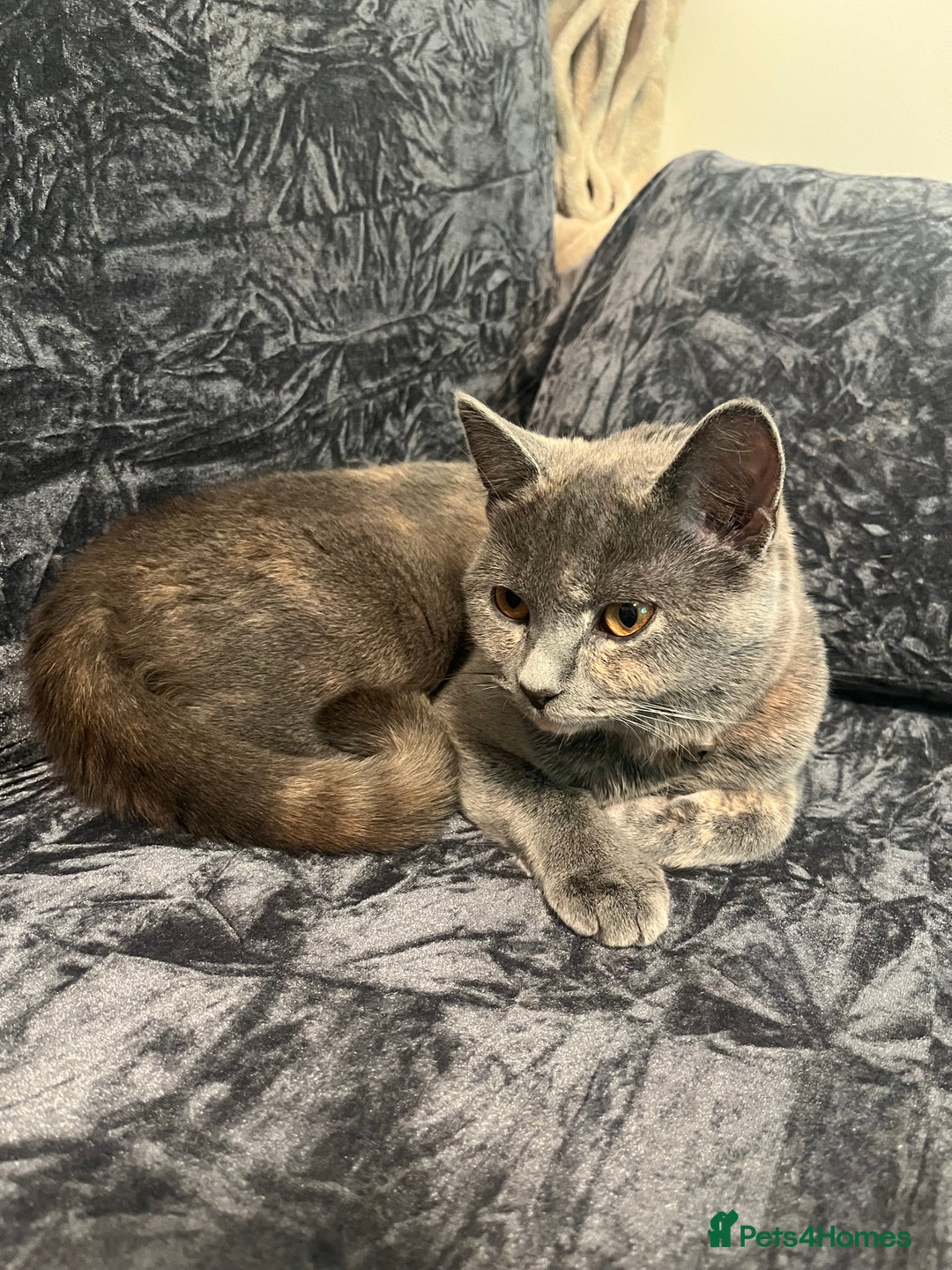 British Shorthair cats for sale: 8 month old Britishshort hair. - Advert 1