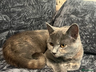 British Shorthair cats 8 month old Britishshort hair. - Advert 1