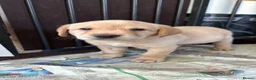 Labrador Retriever dogs for sale: K.C.Reg Superb Labrador Puppies - Advert 4