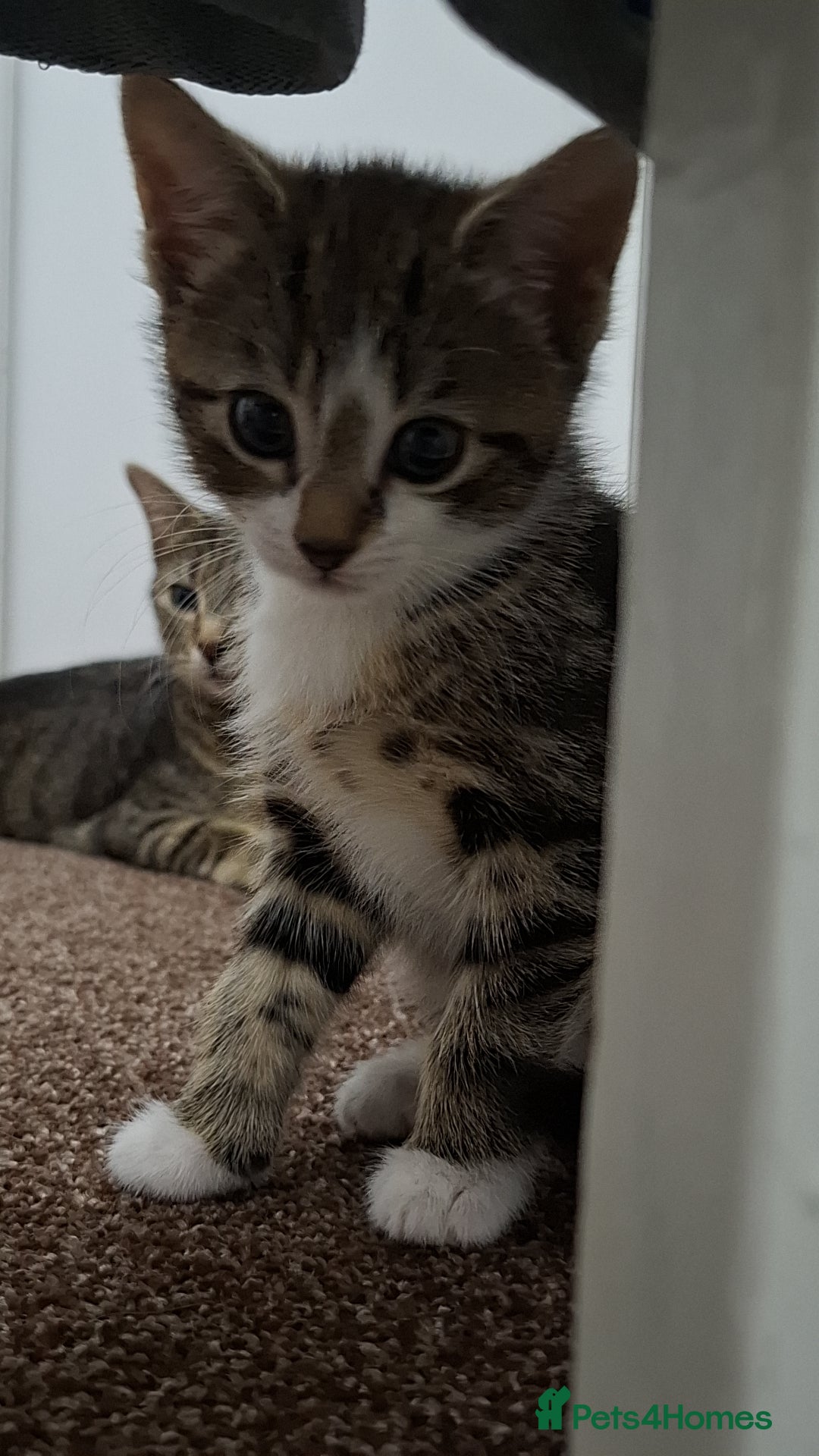 Mixed Breed cats for sale: 3 beautiful kittens for adoption  - Advert 15