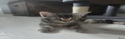 Mixed Breed cats for sale: Beautiful mixed breed kittens for sale - Advert 22