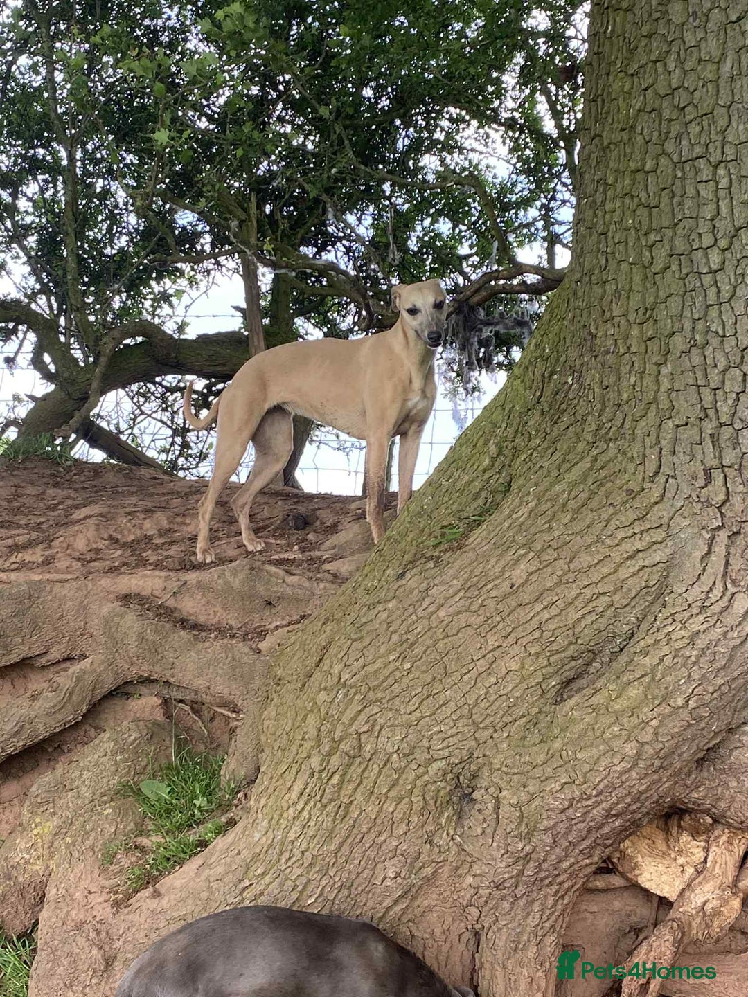 Whippet dogs for sale: 4 beautiful whippet puppies - Advert 26