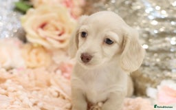Miniature Dachshund dogs for sale: KC Registered Cream Longhair Puppies - Image 28