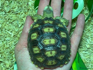 Tortoise reptiles baby sulcata tortoise - Advert 12