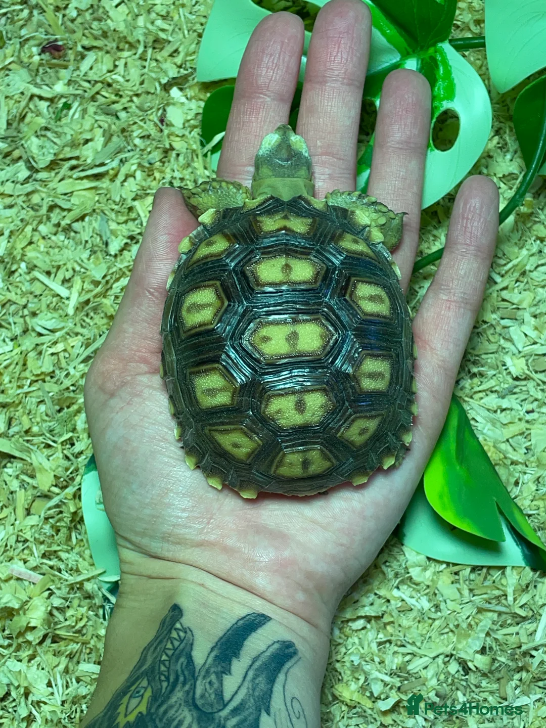 Tortoise reptiles for sale: baby sulcata tortoise  - Advert 1