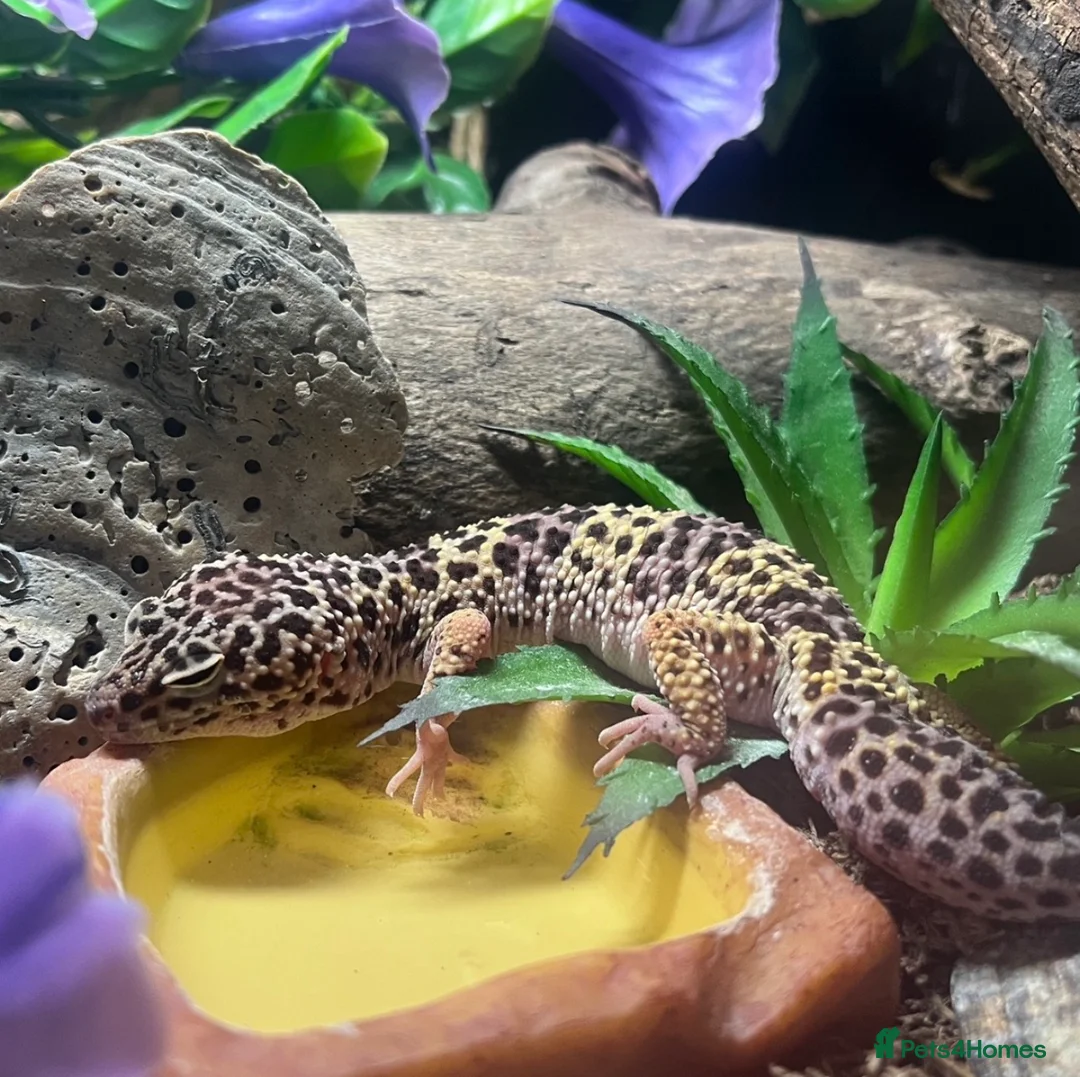 Leopard Gecko reptiles for sale: Female Leopard Gecko + ENCLOSURE - Advert 1