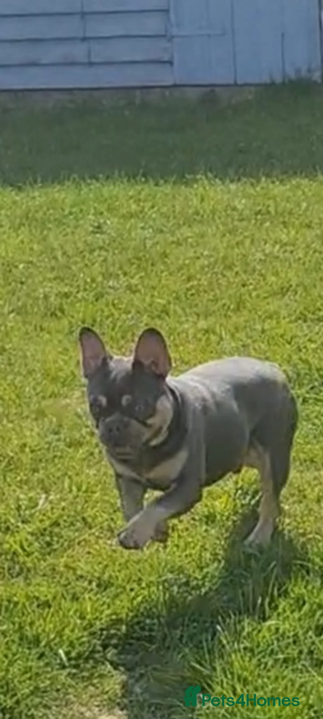 French Bulldog dogs for stud: Top Quality Stud RAMSGATE 🎯🎯 KC registered💣💣  in Ramsgate - Advert 35