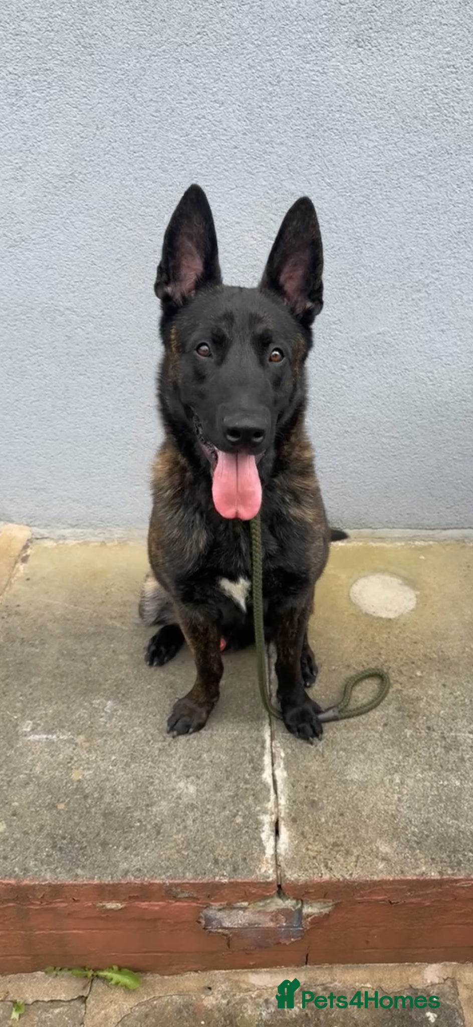 Belgian Shepherd Dog dogs 15 Month Male Dutch Shepherd - Advert 1