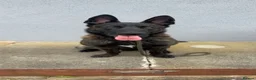 Belgian Shepherd Dog dogs for sale: 15 Month Male Dutch Shepherd - Advert 1