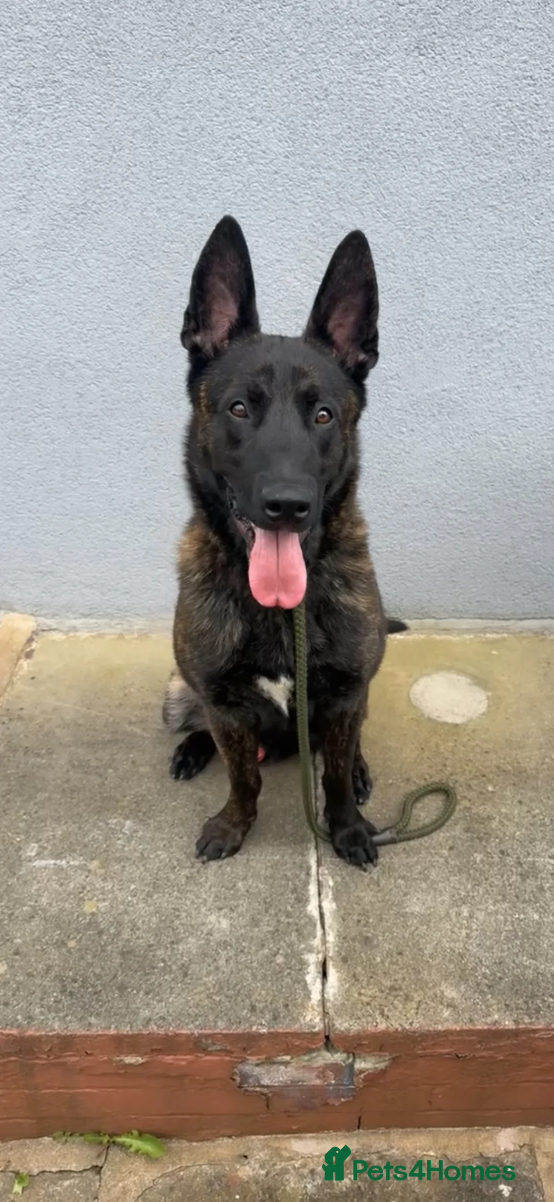 Belgian Shepherd Dog dogs for sale: 15 Month Male Dutch Shepherd - Advert 1