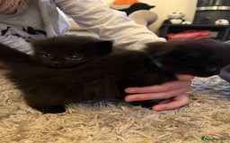 Mixed Breed cats for sale: Ragdoll cross babies fluffy babies  - Image 2