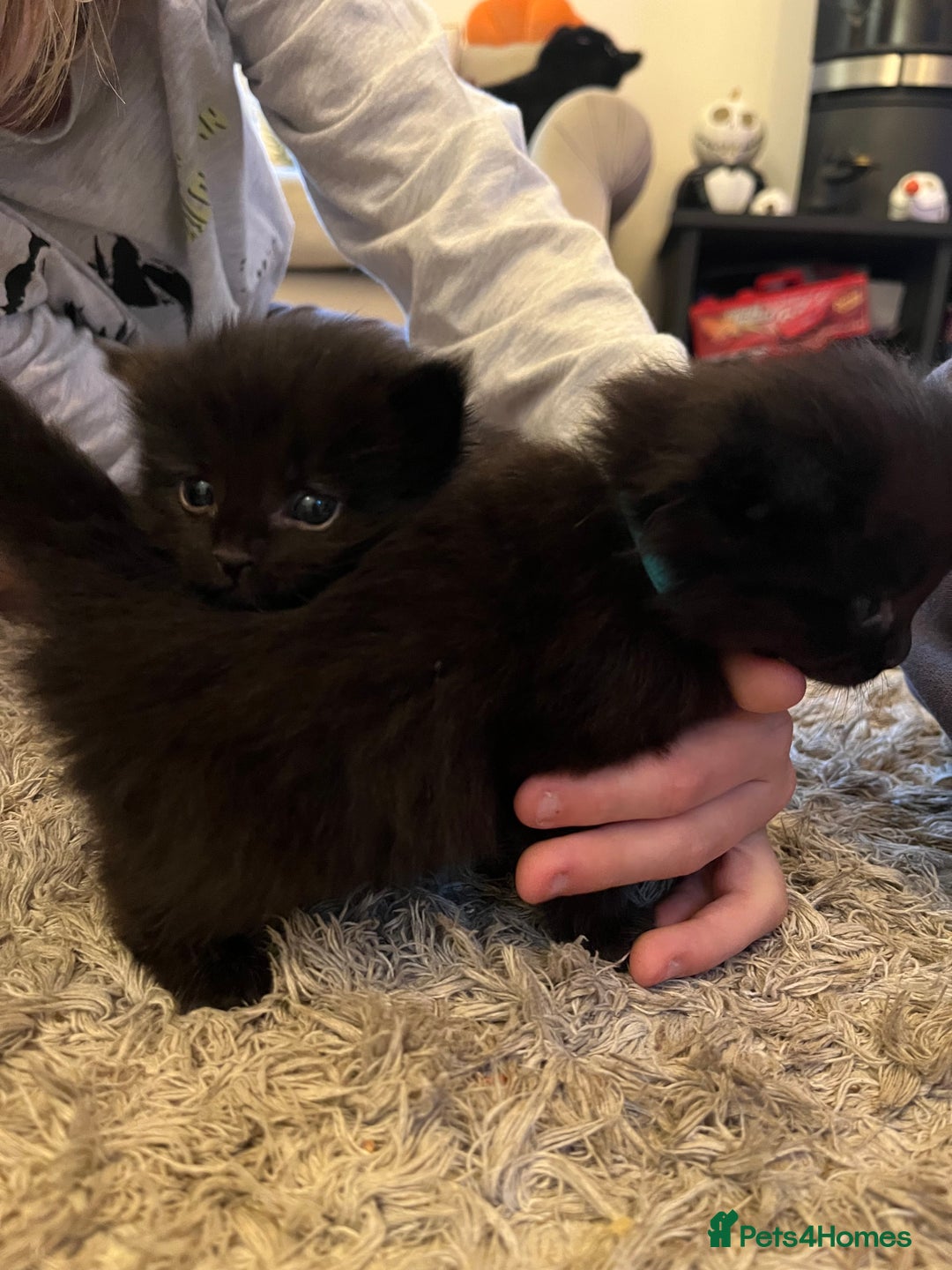 Mixed Breed cats for sale: Ragdoll cross babies fluffy babies  - Image 2