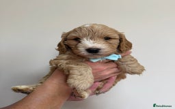 Cockapoo dogs for sale: F1 Cockerpoo's  - Image 3
