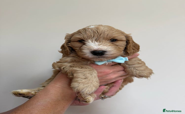 Cockapoo dogs - Advert 1