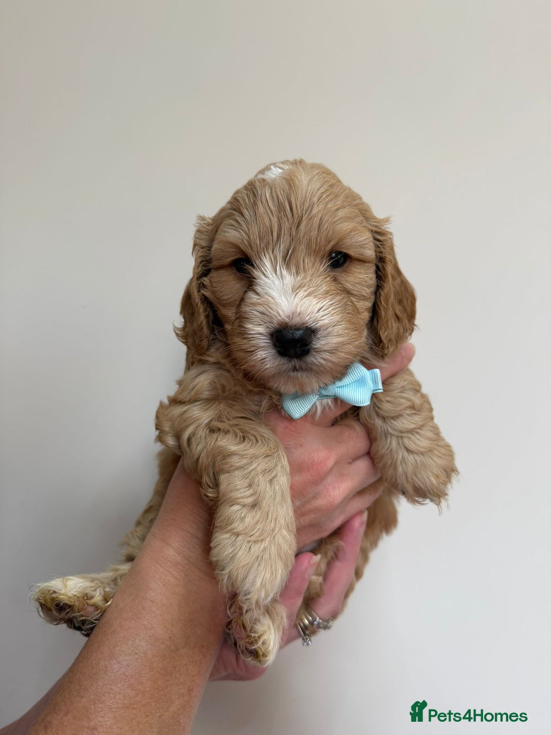 Cockapoo dogs for sale: F1 Cockerpoo's  - Image 3