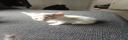 Mixed Breed cats for sale: 4 male calicos - Advert 8