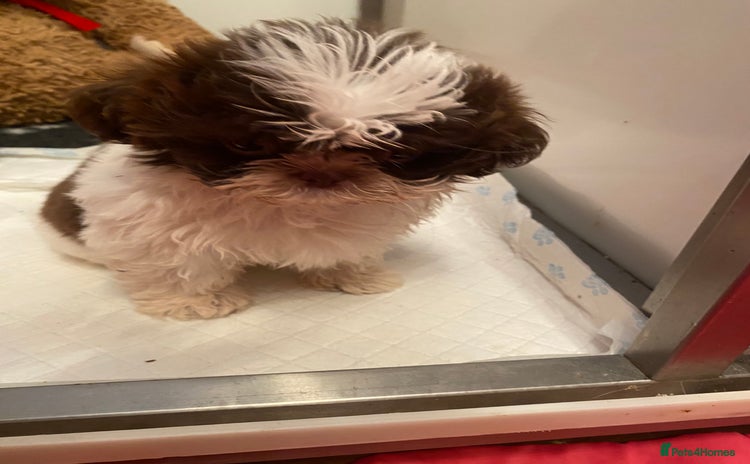 Shih Tzu dogs - Advert 1