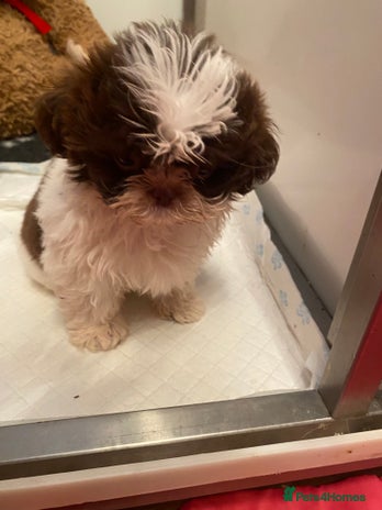 Shih Tzu dogs - Advert 1